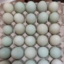 [경북] 기러기 병아리, 칠면조 병아리, 청계 병아리 성조 종란 등 분양 이미지