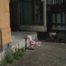 (주)리드 | 강아지자동리드줄 추천 충격완화에 비상컷팅까지 펫줄앤코 자동리드줄 사용후기