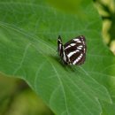 6월 5일 서종면 명달리계곡의 나비와 잠자리 이미지