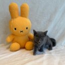 도그마루 고양이 강아지 무료분양 이미지