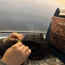 지에스(GS)25 대전하나본점 | 25년 10말11초 첫째주 11월이라니! (대전 투어 성심당 정동문화사 꿈돌이 메이플라면 번개모임)