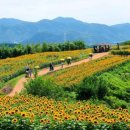 푸른농장해바라기 - 강서구 곰달래로 141 | 푸른농장해바라기