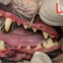 해뜨는 동물병원 이미지