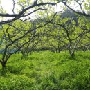 황영농장 이미지