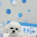 블루맘펫살롱 이미지