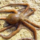 착한낙지 이미지