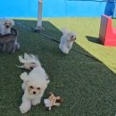 화이트 버블 이미지