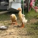 오리&오리 앞 이미지