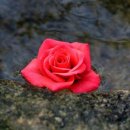 들꽃산장 이미지