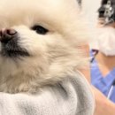 신한동물병원 이미지