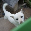 갈비랑다육