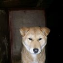 강지