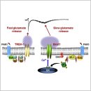 Re: 뇌의 별(astrocyte)을 봐야 뇌 기능이 보인다. 시대별 탐구 이미지