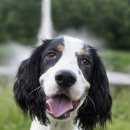 파주24시동물병원 이미지