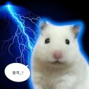 호떡오뎅붕어 | 사라지기 전에 어서 붕어 잡으러🧡이수 남성시장 떡붕❤️ : 팥붕, 슈붕, 피붕, 그외 애플시나몬, 두쫀...