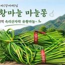 마늘아씨(강미애) 님 마늘쫑 이벤트 이미지