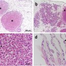 자연산 진주담치 Mytilus edulis의 Francisella halioticida 이미지