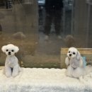 바비 펫 | 덕양구 행신동 애견미용실 바비펫샵 말티즈 연돌, 하엘이!! 스포팅, 판타롱 미용후기♥