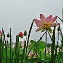 연꽃세상 이미지