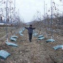 유 농원 이미지