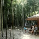 죽녹원 이미지