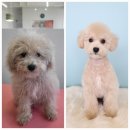 블레스펫 살롱 이미지