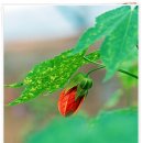 숲속건강나라 이미지