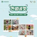 놀다가시개 이미지