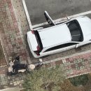 라포레캠핑장 | [캠핑] 강아지 3마리랑 라포레캠핑장 겨울캠핑 도전