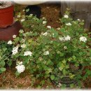 풀꽃농장 이미지