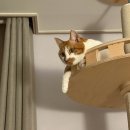 현주가소키우는집 | 청소기 드리미 L40s Pro ultra 내돈내산 구매 후기(고양이 키우는집, 100만원 미만, L10s ultra gen3비교)