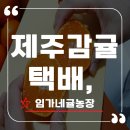 홍양농장 | 제주 감귤 택배 흔치 않은 홍귤! 임가네 귤농장 찐후기