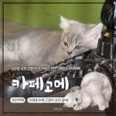 컴포즈커피천안단대호수점 | [천안 안서동 카페] 단대호수 힐링되는 고양이가 있는 카페고메 (주차, 메뉴, 위생 솔직후기)
