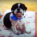 내품에동물병원 이미지