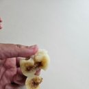꽃큰ricecake 네이버블로그