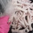 닭발아지매 이미지