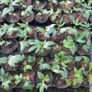 묘하우스 이미지