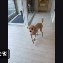 꼬순멍 이미지