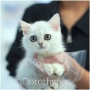 착한 고양이 이미지