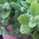 초코민트 애플민트 키우기 이미지