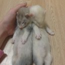 두리미트 이미지