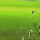 강아지풀 이미지