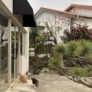 카페 콩가 | [제주] 볼수록 제주 VOLSUROK JEJU : 고양이와 함께하는 평화로운 카페