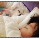 신촌동물병원