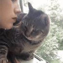 배부른고양이 이미지