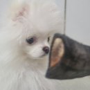 우쭈쭈수제간식 이미지