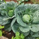 편백나무펜션 이미지