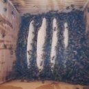 8월 농촌의 일상 고추따고 벌통보고 이미지