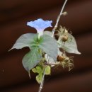 박달재휴양림 이미지