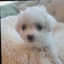 강아지분양 고양이분양 도그마루 무료 검단점 이미지